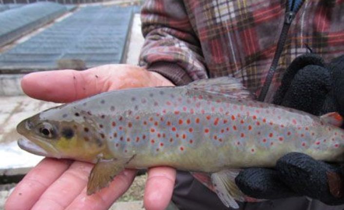 kirmizi_benekli_alabalik_populasyonu_artirilacak_h1851 (1)