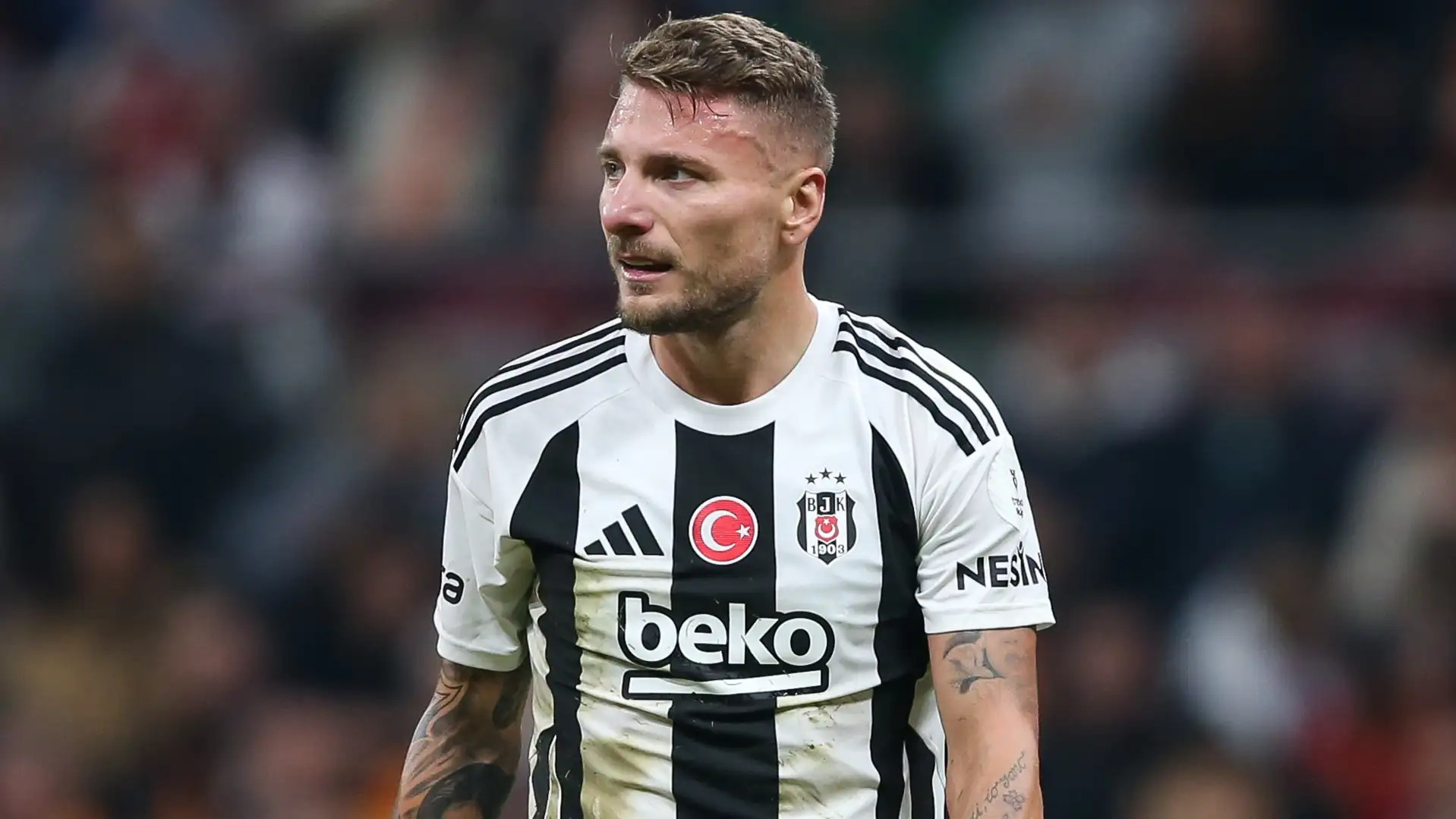 Immobile.jpg