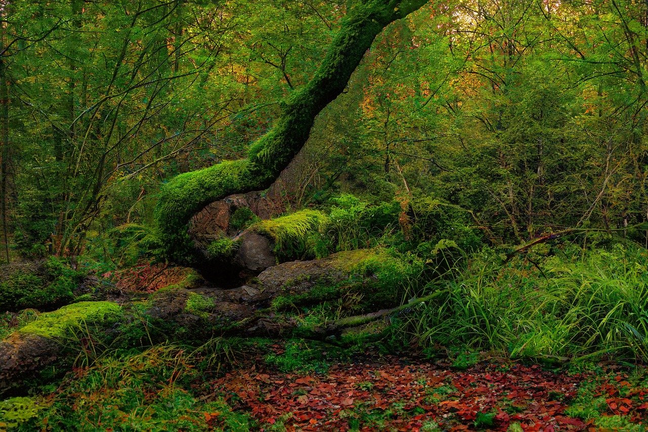 Woodland 8479979 1280