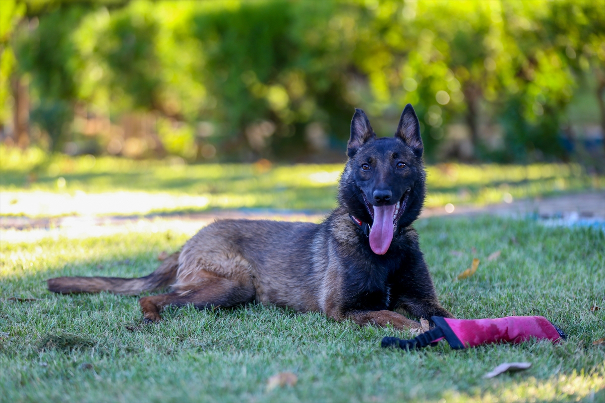 Aa Köpek (3)
