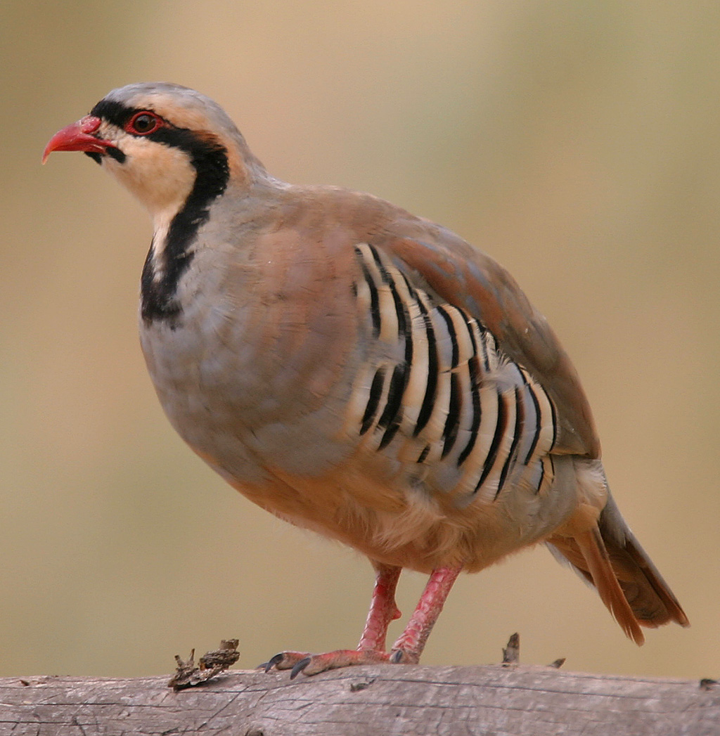 Alectoris Chukar 001