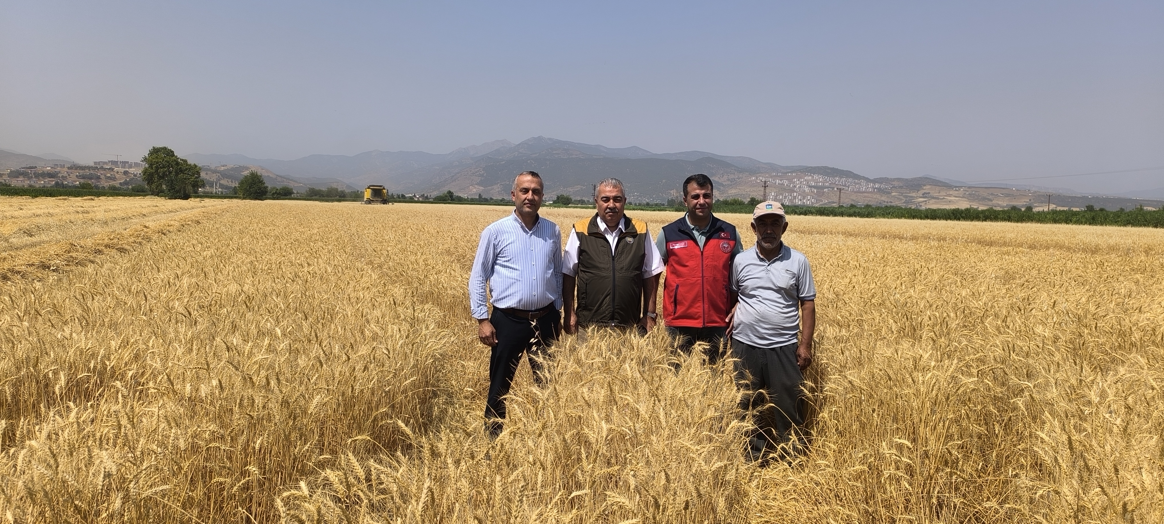 Hasat Mevsi̇mi̇ (6)