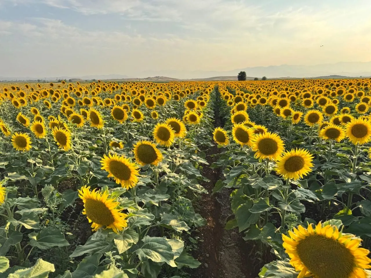 Kahramanmarasta Aycicegi Rotalari Fotograf Tutkunlarini Agirliyor 2