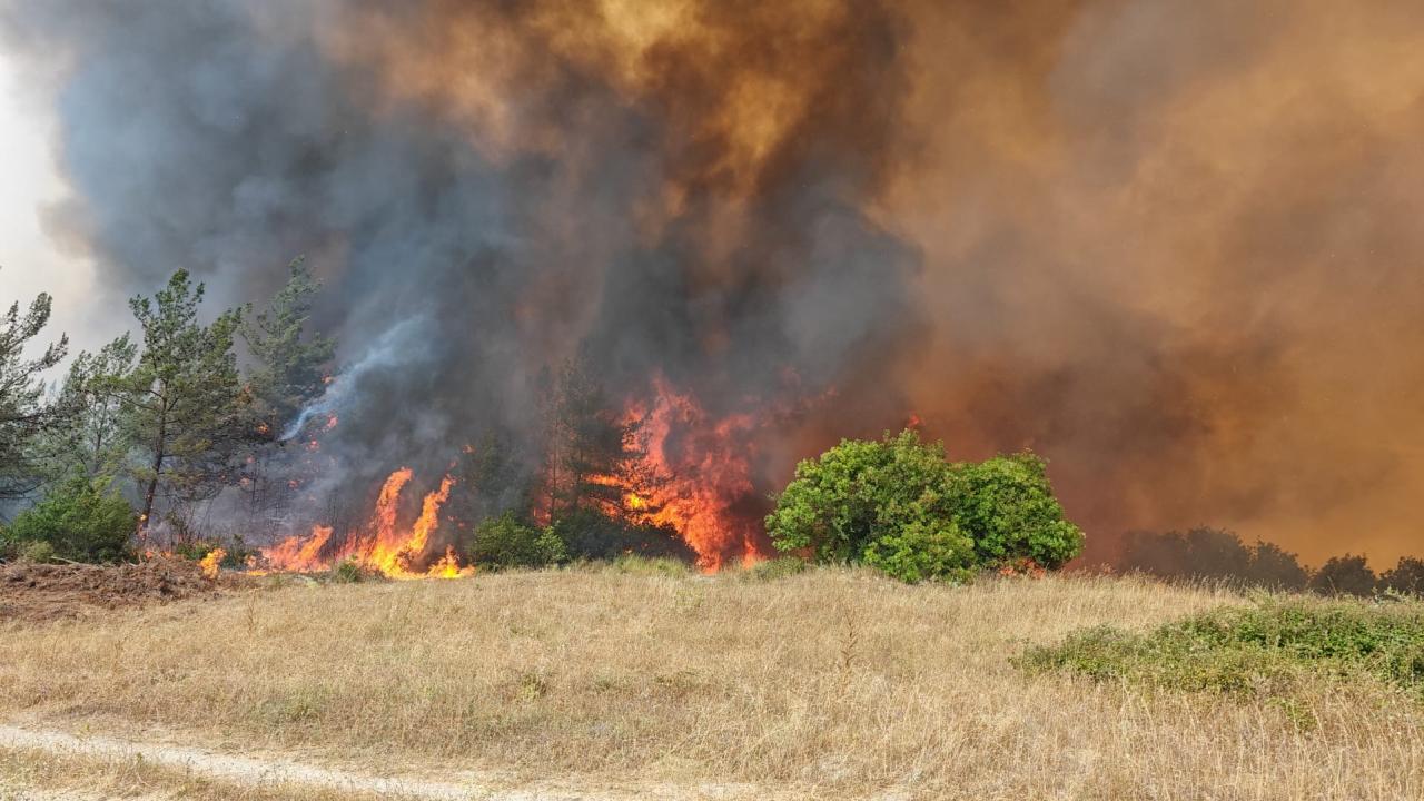 Orman Yangini 2385402