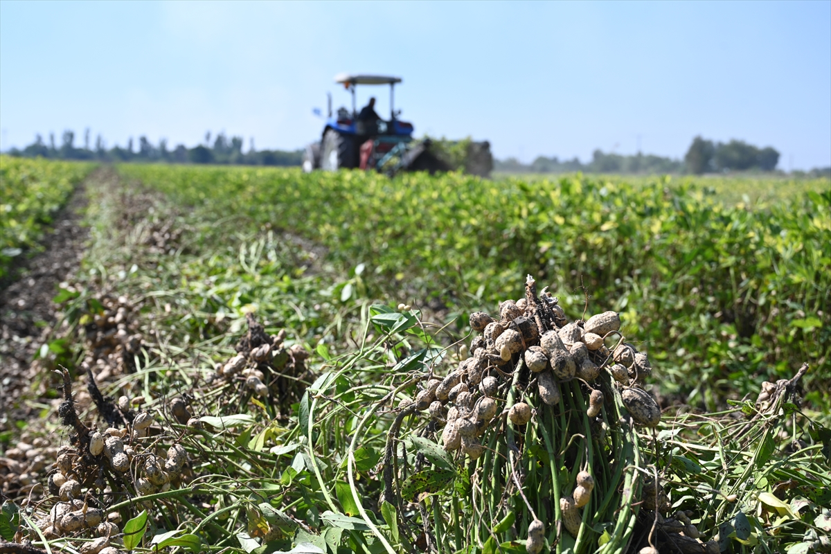 A A 20250917 39141660 39141659 O S M A N I Y E N I N T E S C I L L I Y E R F I S T I G I N D A H A S A T M E S A I S I B A S L A D I