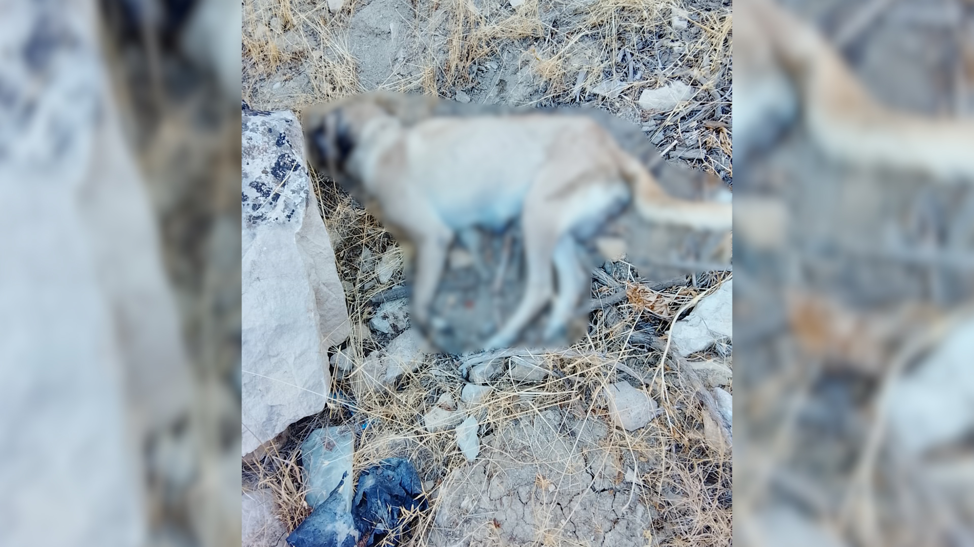 Köpek Zehi̇rlendi̇ 2