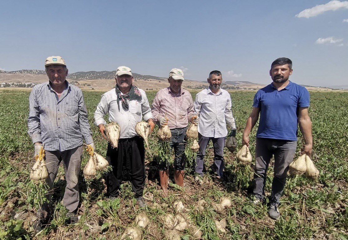 Şeker Pancari Hasat (1)