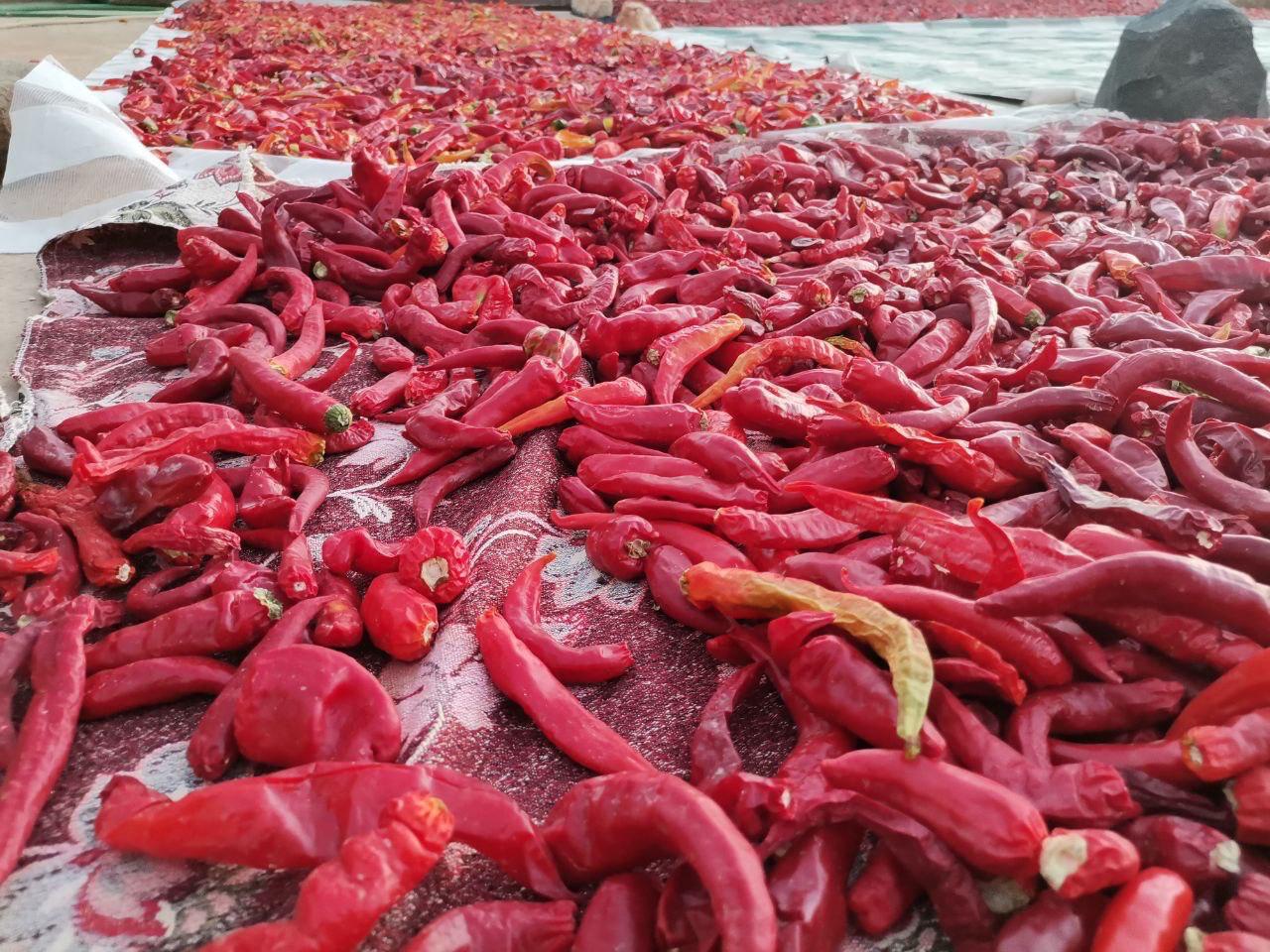 Whatsapp Image 2025 09 27 At 16.13.01 (1)