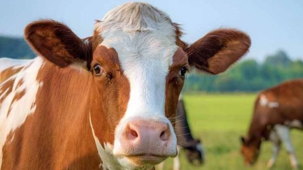 Hollandada Deli Dana Hastaligi Yeniden Ortaya Cikti