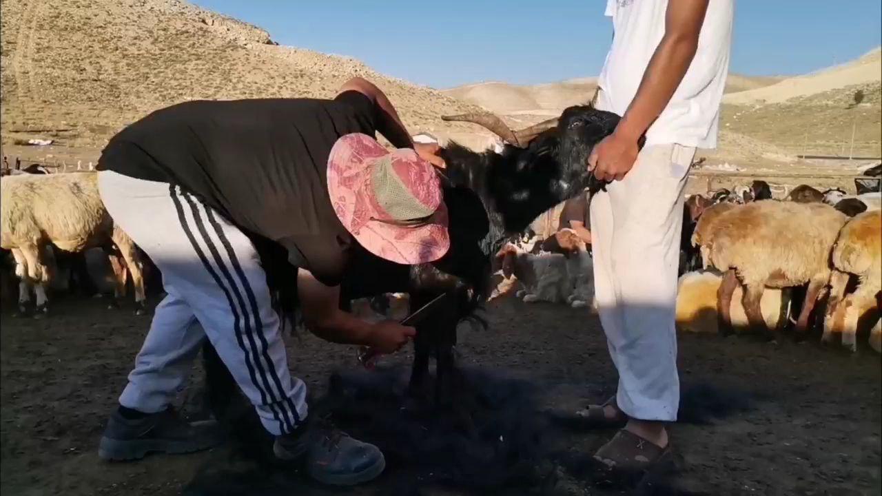Maraş Göçerler Göçüyor (1)