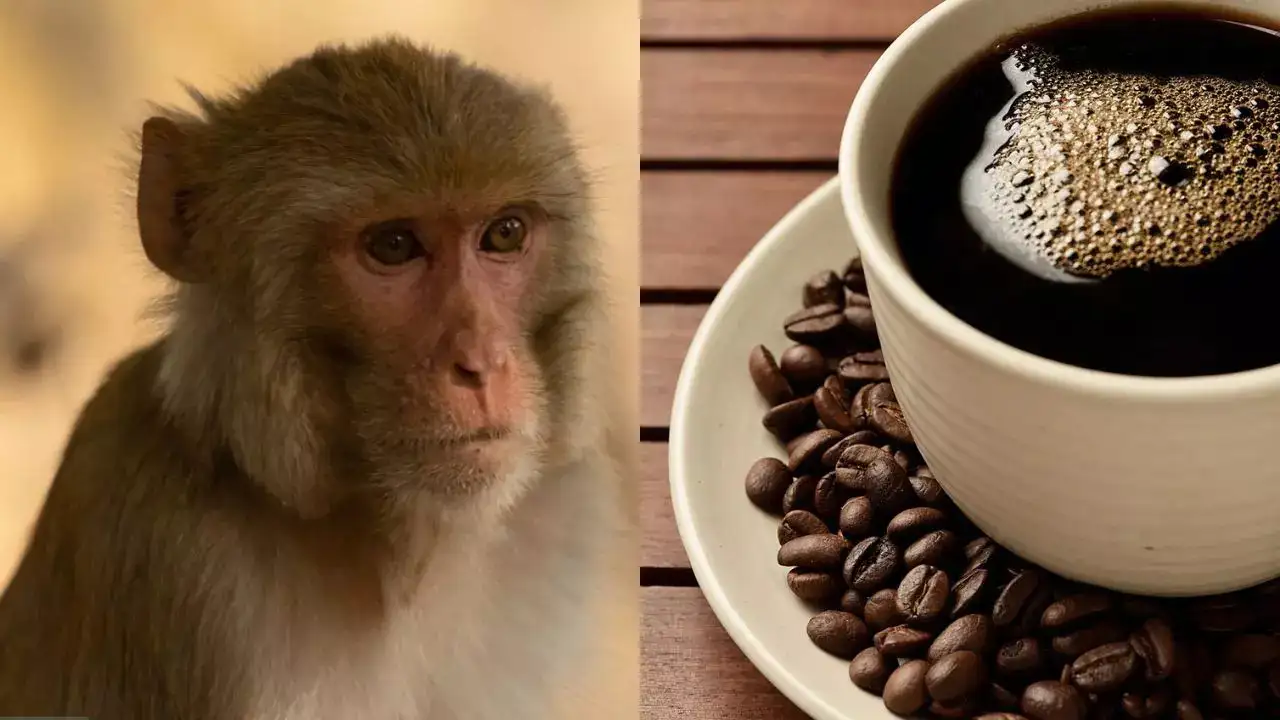 Monkeycoffe