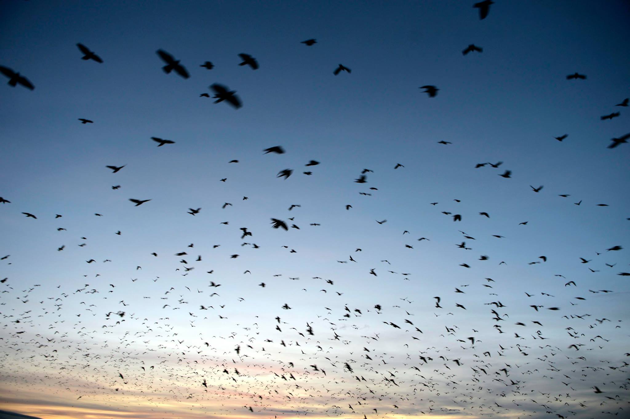 514283937 10090366821031428 247760949816308346 N