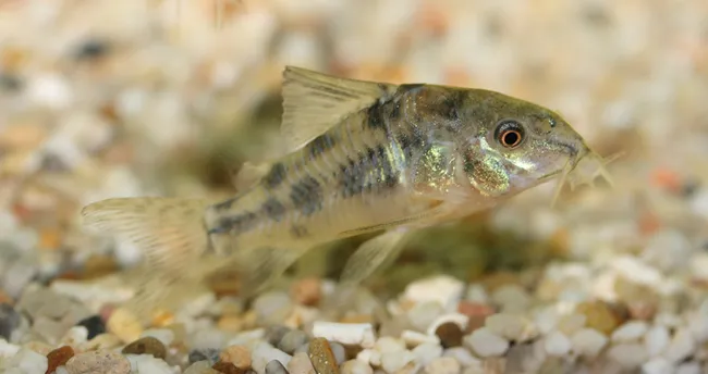 650X344 Copcu Baligi Ozellikleri Bakimi Ve Turleri Cop Baligi Nasil Beslenir Ne Kadar Yasar K1 1647342850457