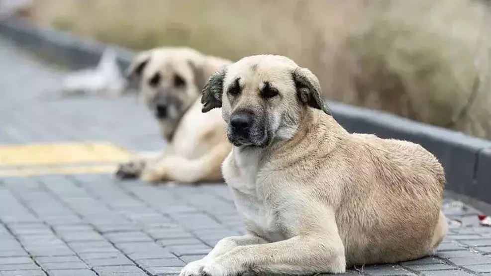 665023Dd1D07E5Db0550B3Cc