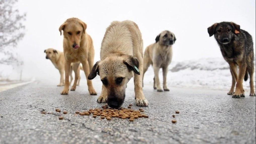 K E S Al M To T Sku V Qa 1600X900 No Pad