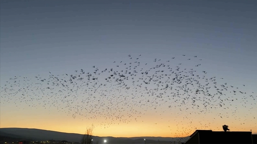 Thumbs B C 52289Fd425F0Fb80Cc2B304De97345Aa