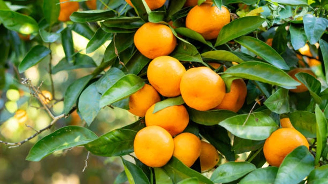 Mandalina Ve Portakal Ciftcisini Sevindirdi U2Pq Cover