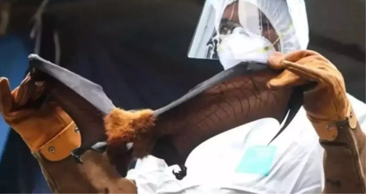 Hindistan Nipah Virusu Nipah Virusu Turkiye De 19502690 5723 Amp