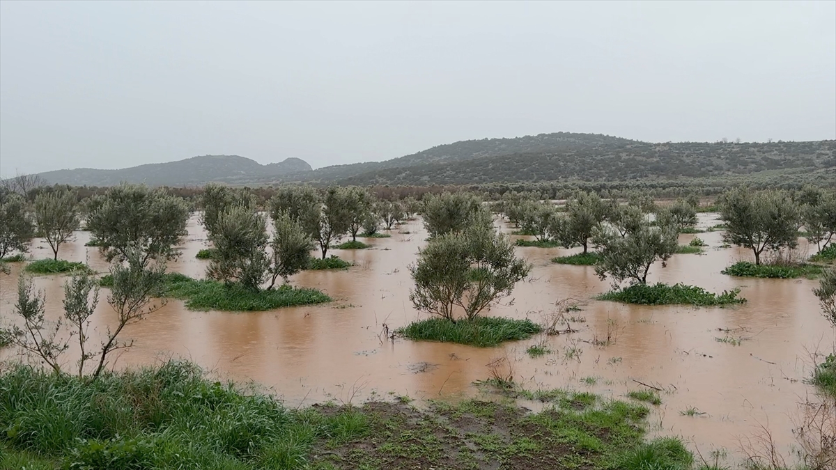 A A 20260213 40544257 40544248 O S M A N I Y E D E S A G A N A K N E D E N I Y L E B A Z I E V L E R I V E T A R I M A R A Z I L E R I N I S U B A S T I