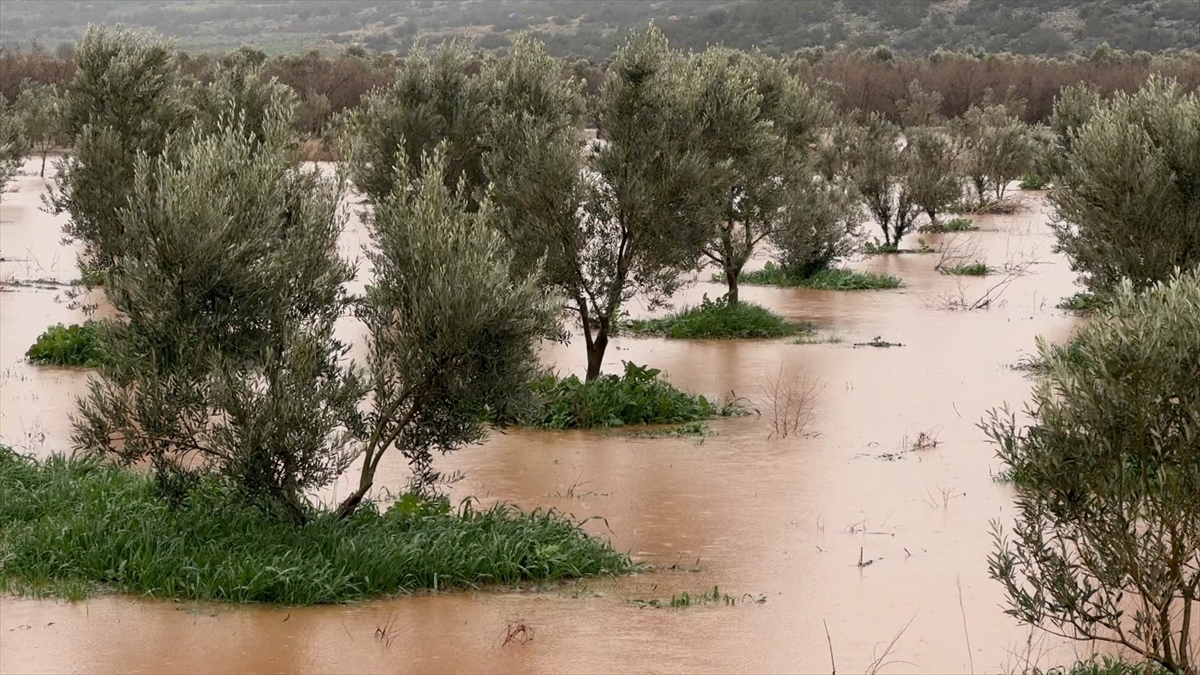 A A 20260213 40544257 40544249 O S M A N I Y E D E S A G A N A K N E D E N I Y L E B A Z I E V L E R I V E T A R I M A R A Z I L E R I N I S U B A S T I