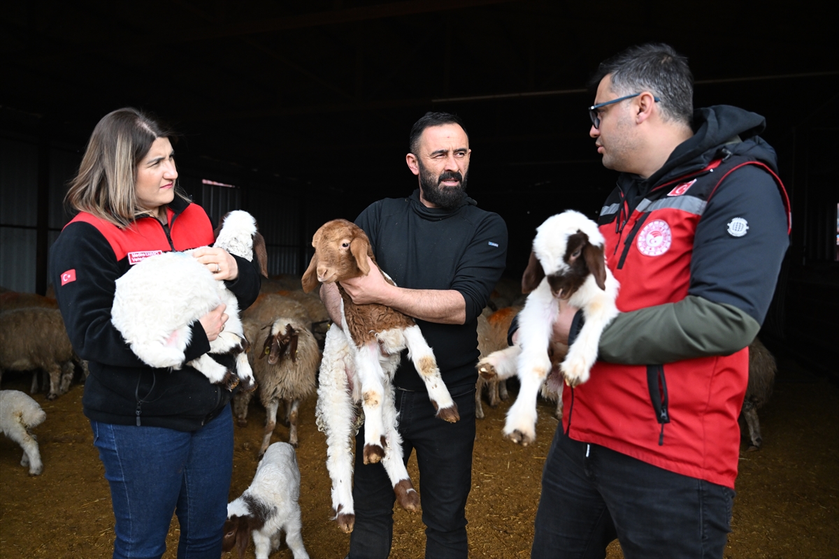 Aa 20260204 40454112 40454087 6 Subat Depremlerinin Ucuncu Yili Depremde Hayvanlarini Kaybeden Besici Devlet Destegiyle Uretimini Katladi (1)