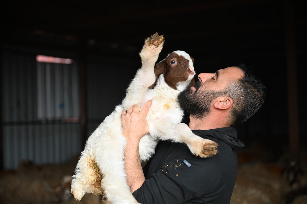 Aa 20260204 40454112 40454090 6 Subat Depremlerinin Ucuncu Yili Depremde Hayvanlarini Kaybeden Besici Devlet Destegiyle Uretimini Katladi (1)