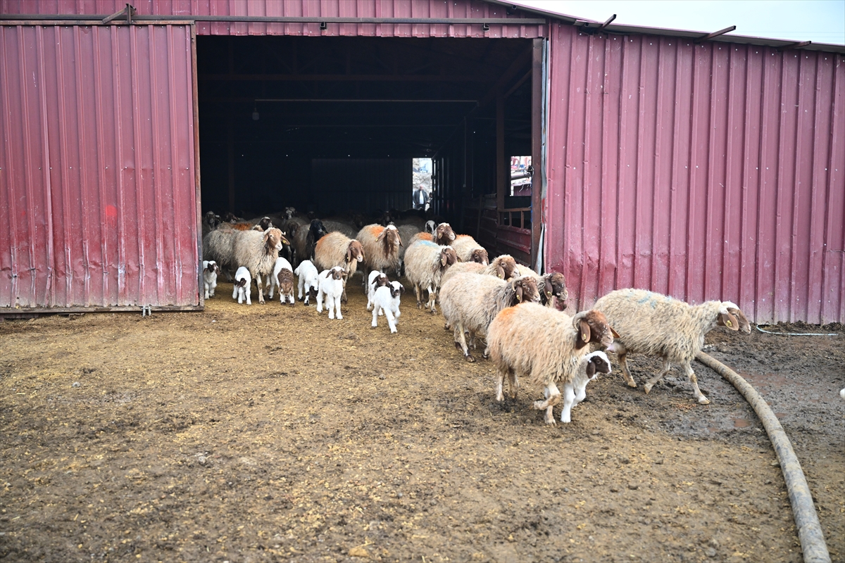 Aa 20260204 40454112 40454109 6 Subat Depremlerinin Ucuncu Yili Depremde Hayvanlarini Kaybeden Besici Devlet Destegiyle Uretimini Katladi (1)