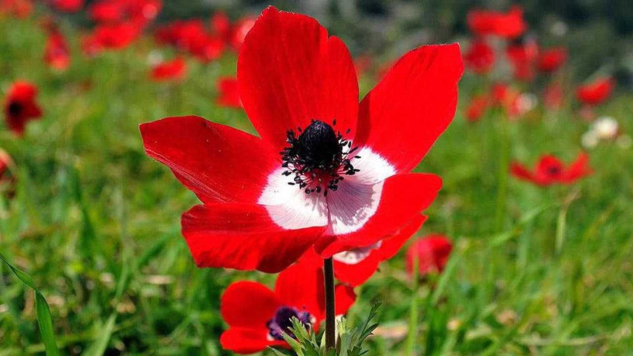 Cemre Ne Zaman Dusecek Ilk Cemre Neye Duser H1771149240 06Fbdc