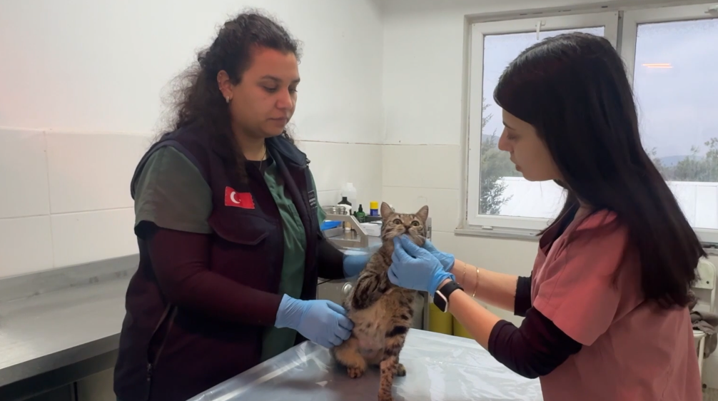 Ekran Görüntüsü 2026 02 10 120611