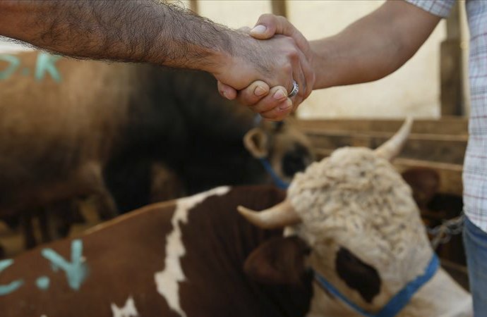 Kurbanlık Fiyatları El Yakıyor! Bayram Öncesi Pazarlıklar Başladı