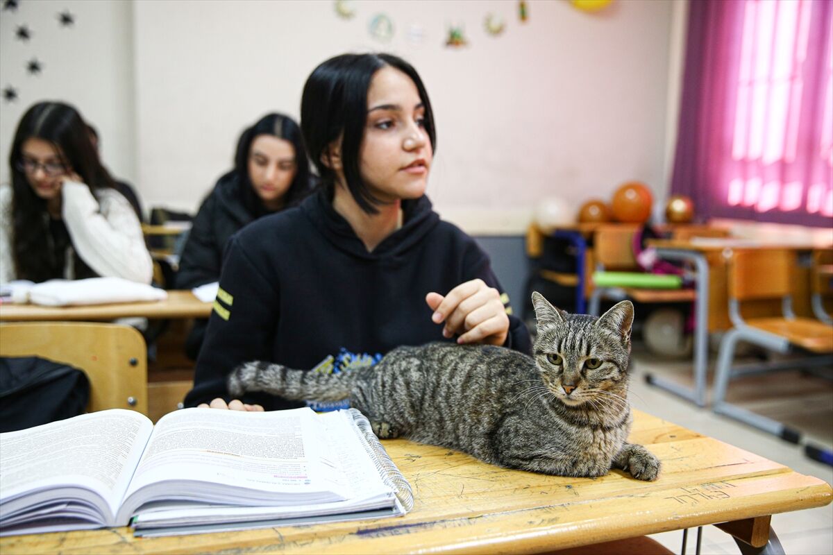 A A 20260306 40746809 40746790 L I S E L I L E R L E D E R S E G I R E N K E D I P A K I Z E O K U L U N 470 I N C I O G R E N C I S I O L D U