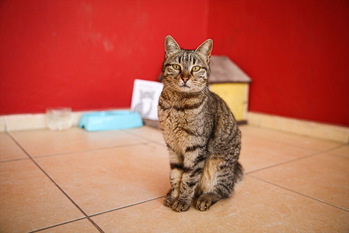 A A 20260306 40746809 40746792 L I S E L I L E R L E D E R S E G I R E N K E D I P A K I Z E O K U L U N 470 I N C I O G R E N C I S I O L D U