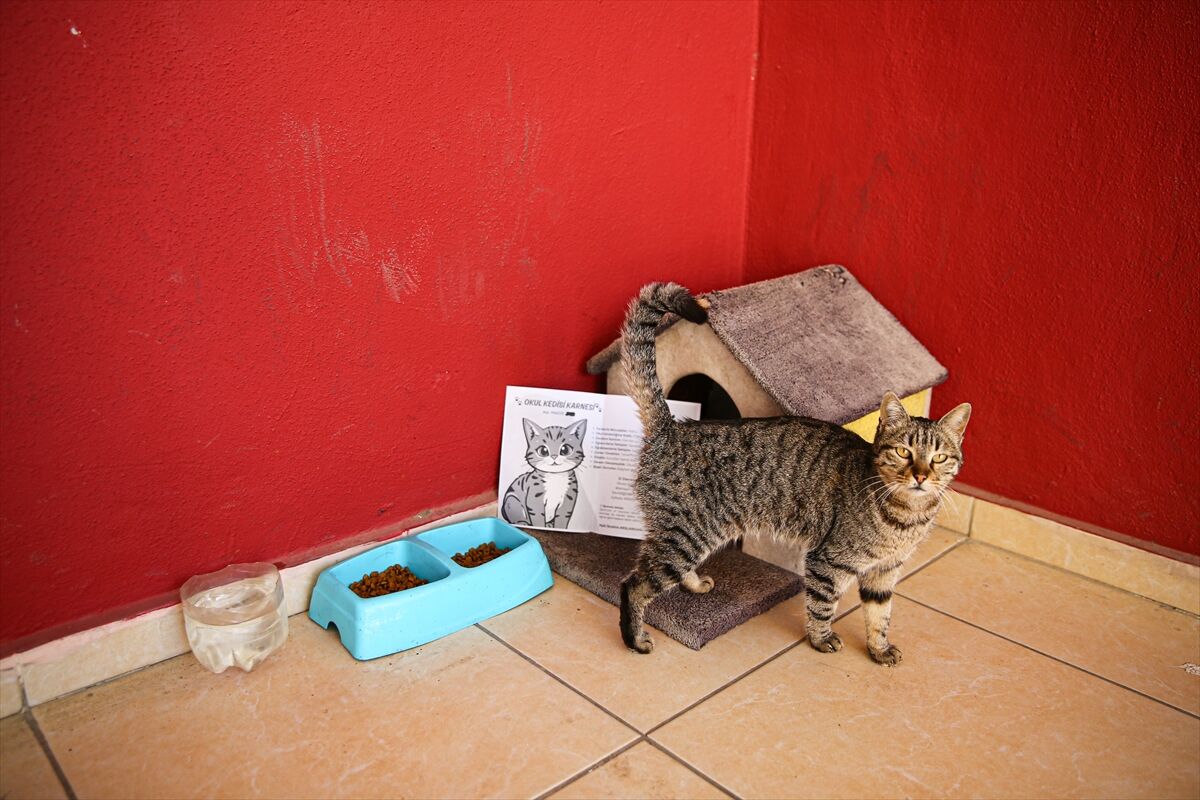 A A 20260306 40746809 40746794 L I S E L I L E R L E D E R S E G I R E N K E D I P A K I Z E O K U L U N 470 I N C I O G R E N C I S I O L D U