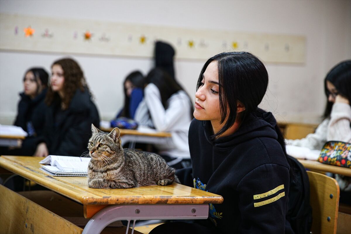 A A 20260306 40746809 40746800 L I S E L I L E R L E D E R S E G I R E N K E D I P A K I Z E O K U L U N 470 I N C I O G R E N C I S I O L D U