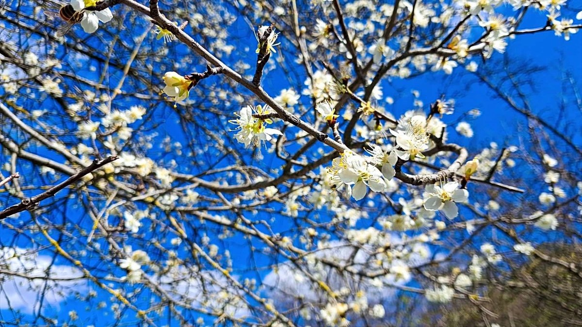Adana'da havanın ısınmasıyla açan çiçekler doğaya renk kattı