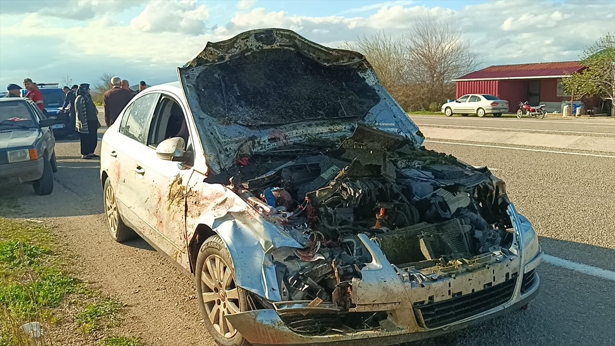 Adana'da otomobilin çarptığı 7 koyun telef oldu