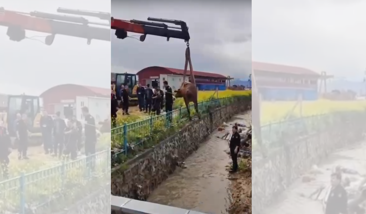 Kanala düşen inek itfaiyenin zamanında müdahalesiyle kurtarıldı