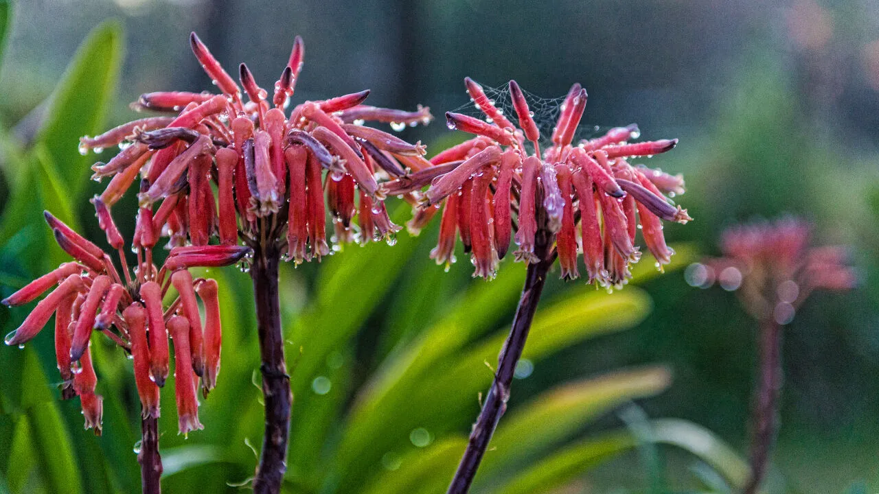 Cemre Ne Zaman Dusuyor 4