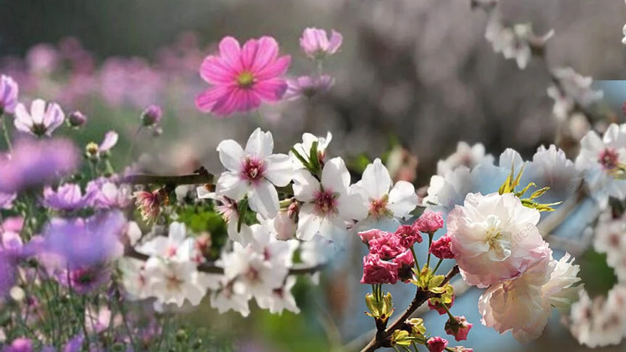 Cemre Nedir Ilk Cemre Ne Zaman Dusecek