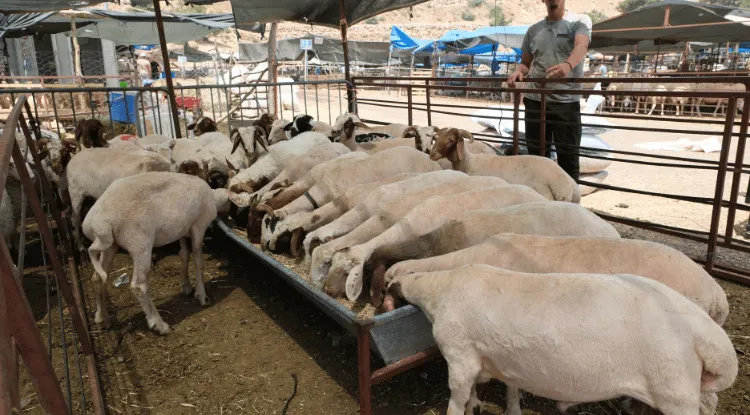 Manset 2024 06 13T194055505