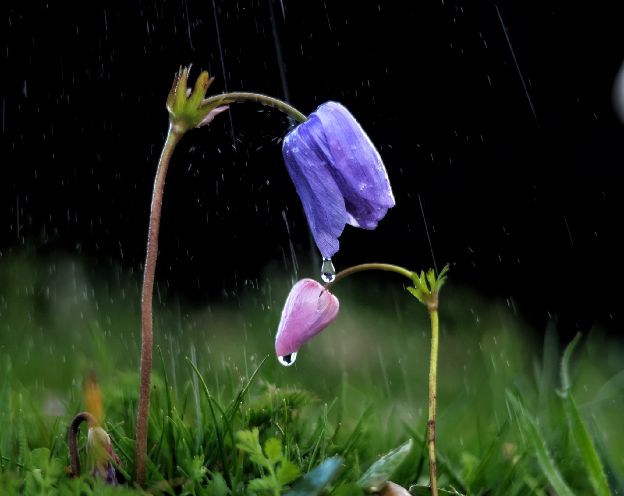 Kahramanmaraş’ta baharın müjdesi dağ laleleri doğayı renk cümbüşüne çevirdi
