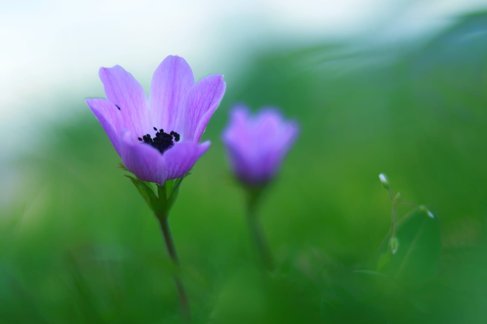 Maraş Anemonlar (10)