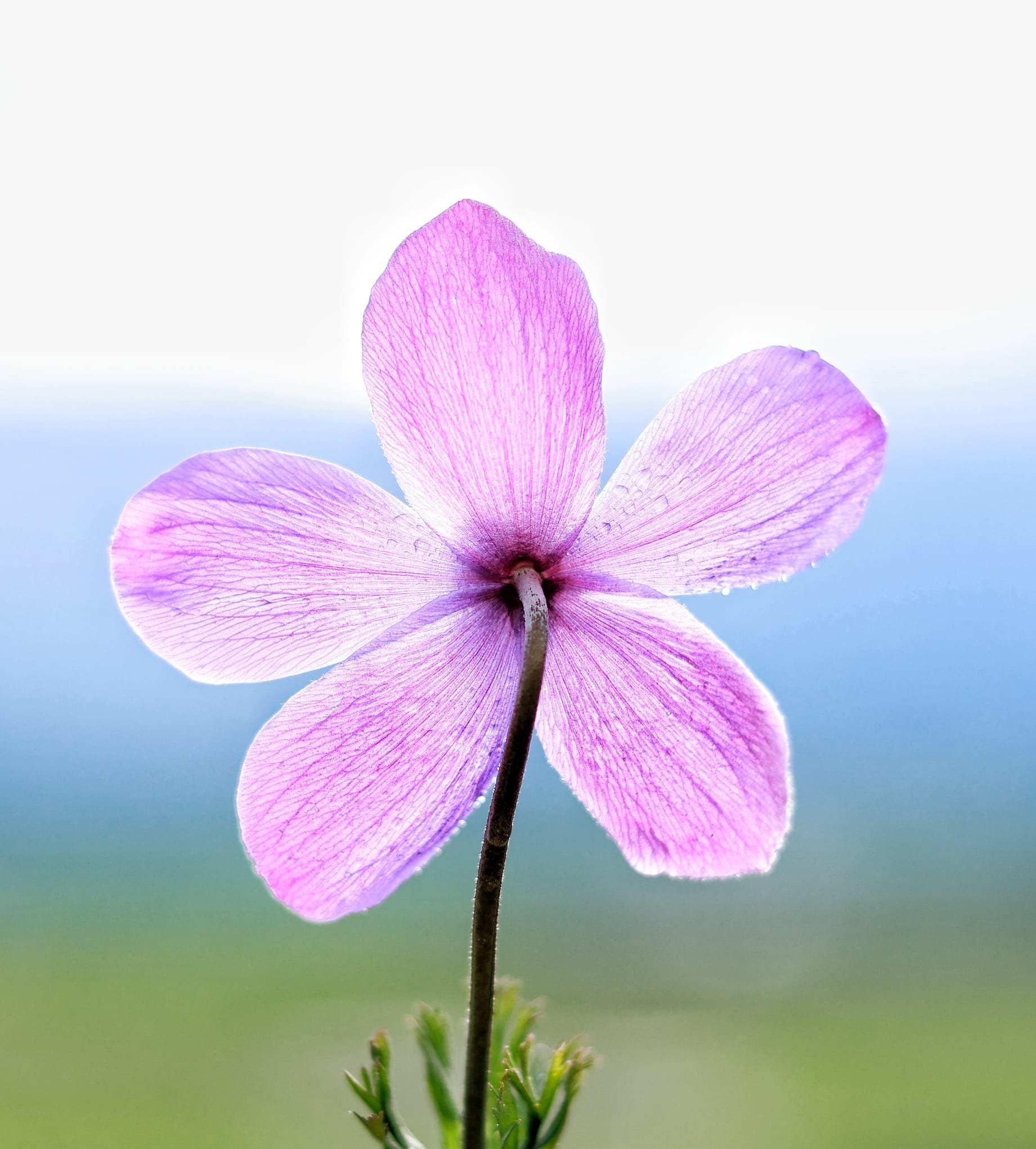 Maraş Anemonlar (2)