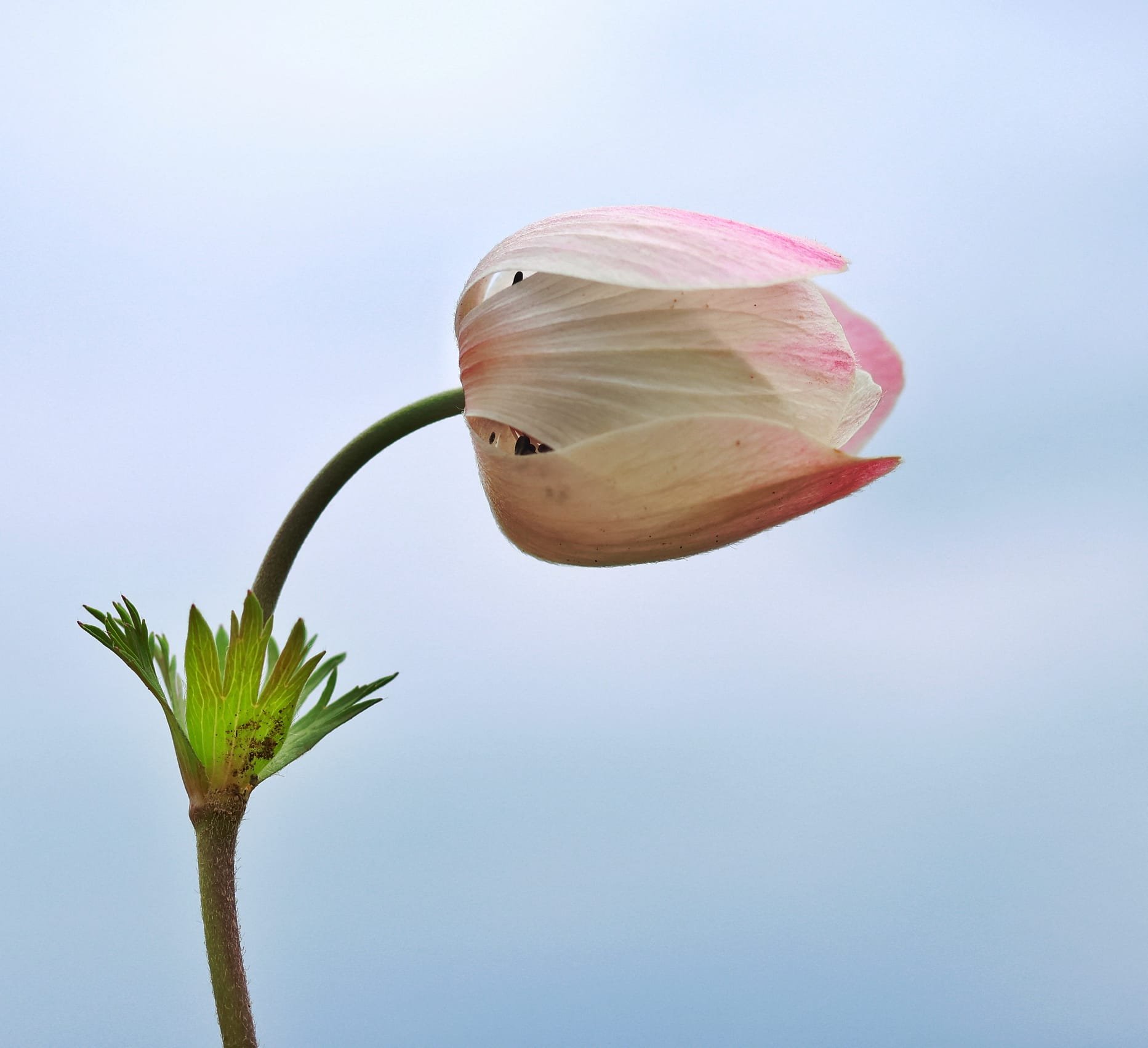Maraş Anemonlar (3)
