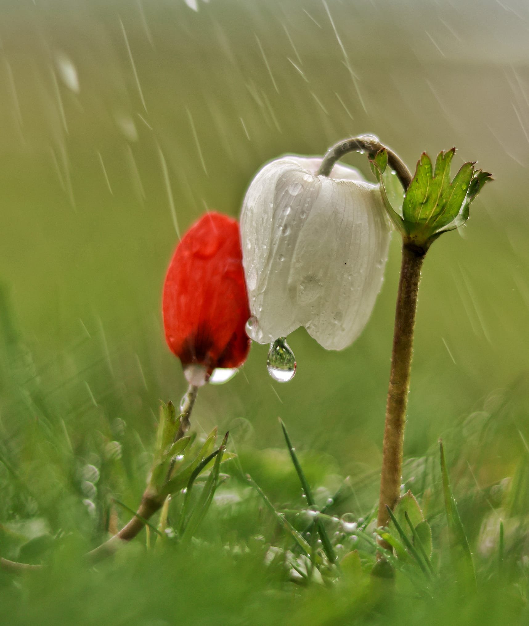 Maraş Anemonlar (6)