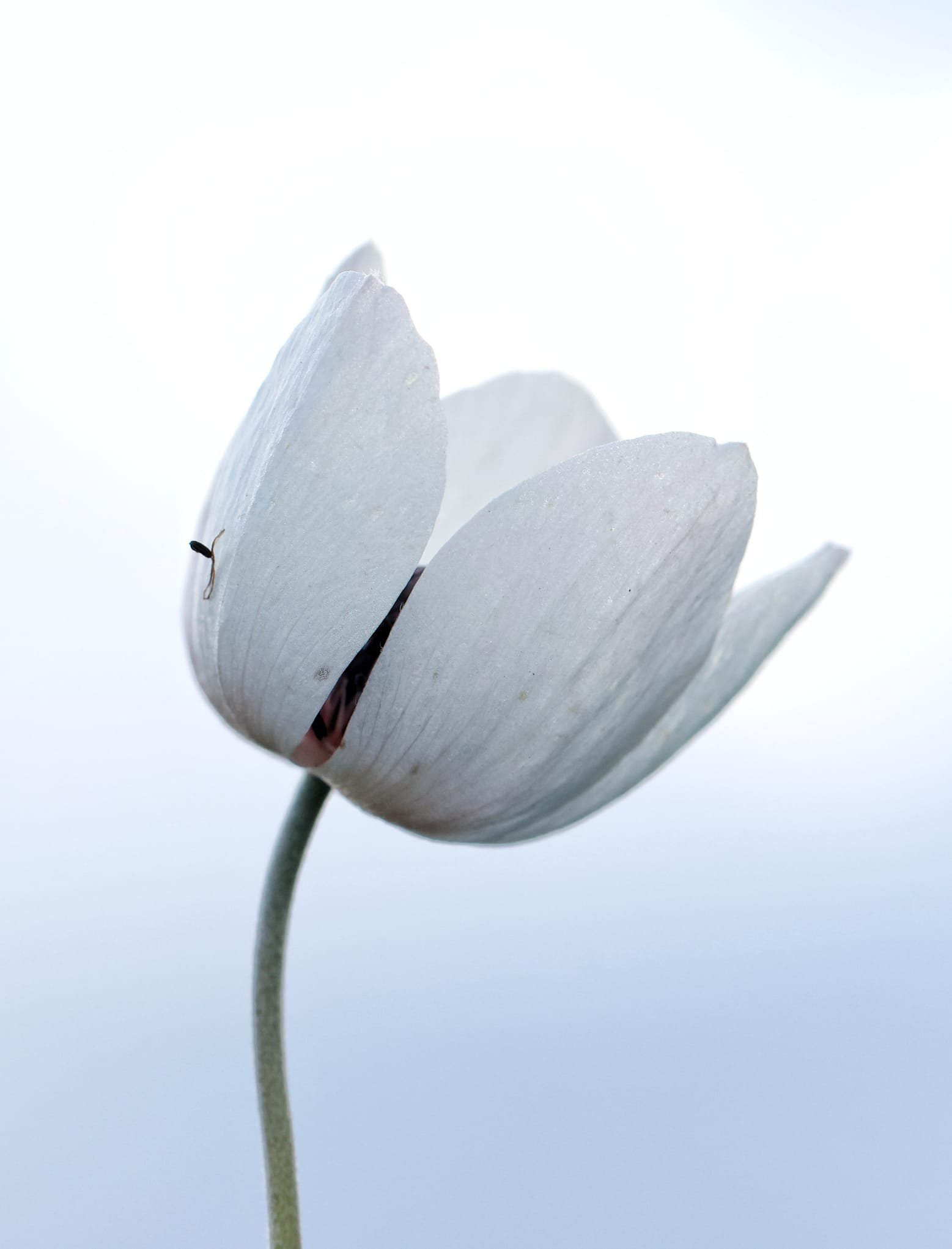 Maraş Anemonlar (7)