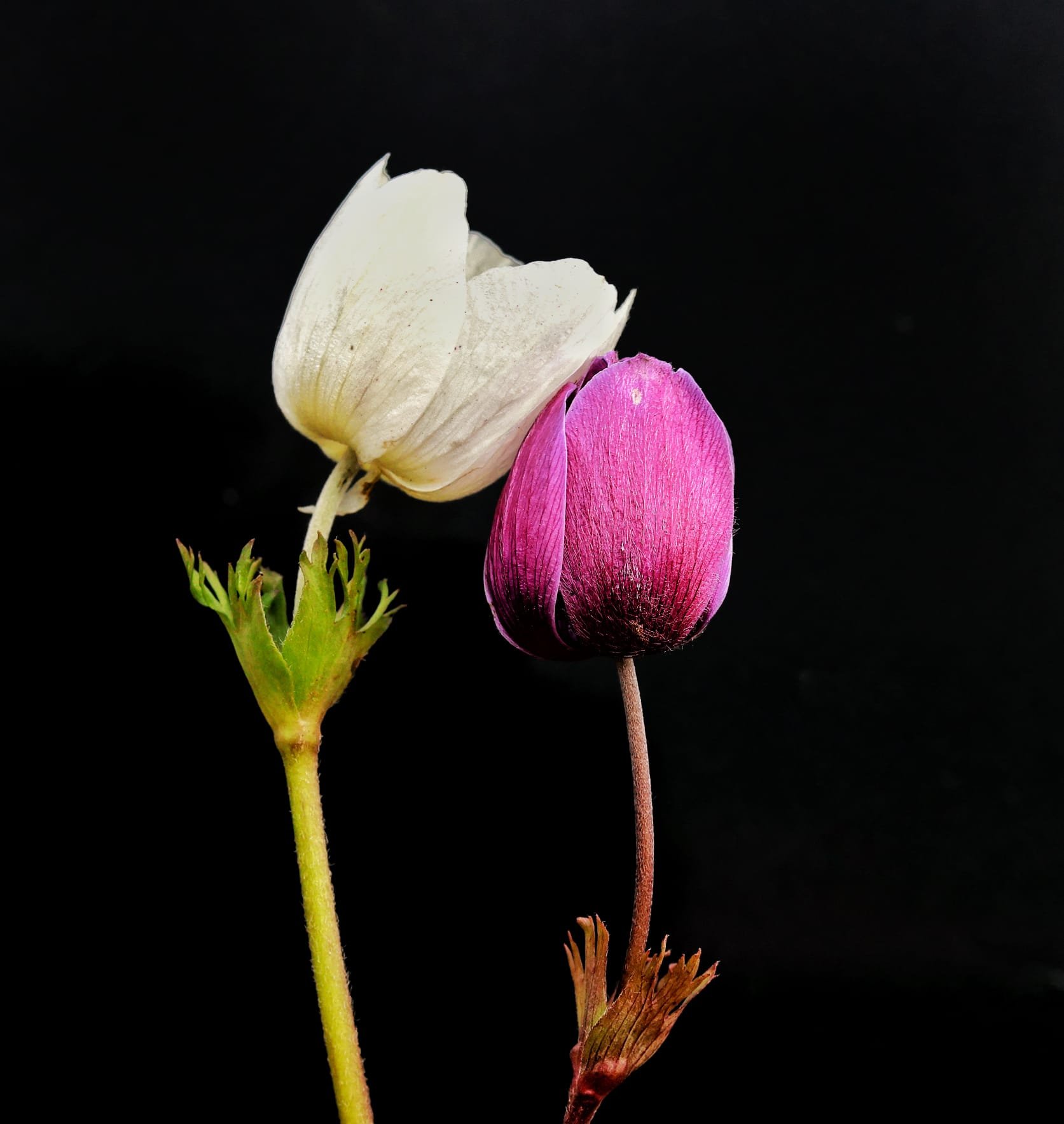 Maraş Anemonlar (9)