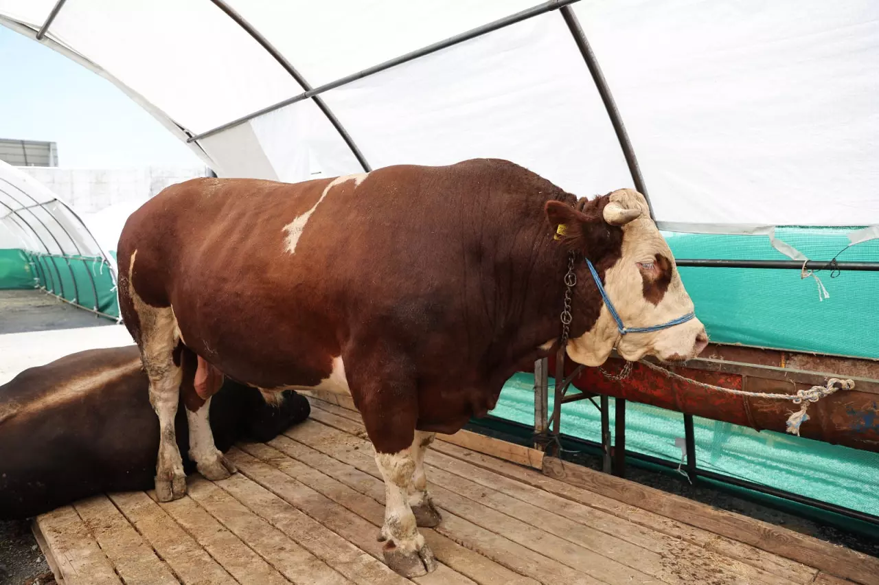 Wdtk P 1748248942 2016