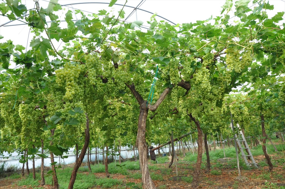 A A 20260430 41249273 41249265 M E R S I N D E O R T U A L T I N D A U Z U M H A S A D I B A S L A D I