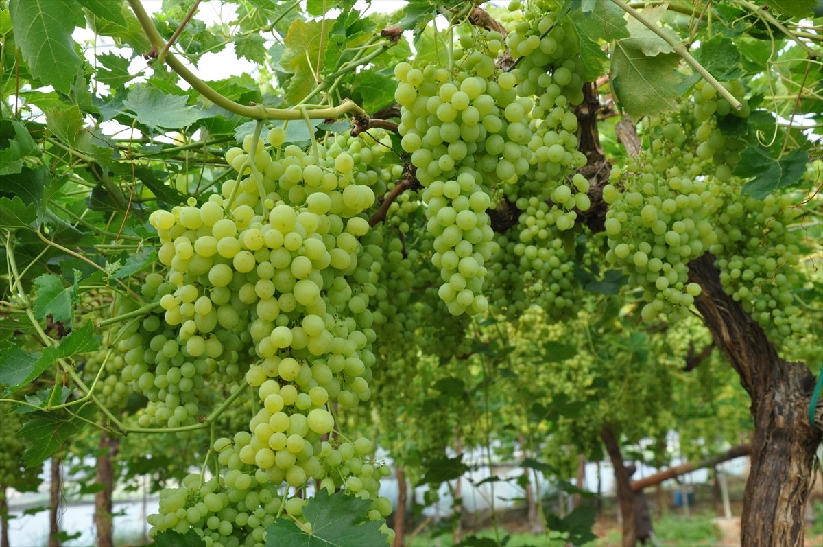 A A 20260430 41249273 41249266 M E R S I N D E O R T U A L T I N D A U Z U M H A S A D I B A S L A D I